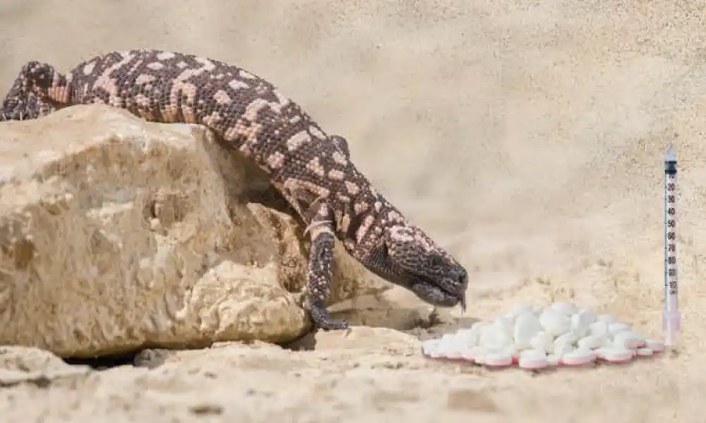 Del monstruo de Gila al Ozempic®